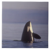 Spyhopping Orca Killer Whale Tegeltje (Voorkant)