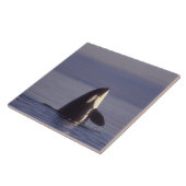 Spyhopping Orca Killer Whale Tegeltje (Zijkant)