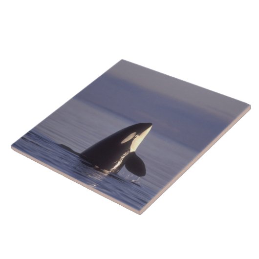 Spyhopping Orca Killer Whale Tegeltje (Zijkant)