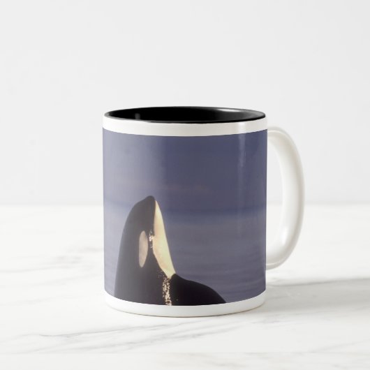 Spyhopping Orca Killer Whale Tweekleurige Koffiemok (Voorkant rechts)