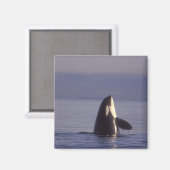 Spyhopping Orka Orka (Orca orcinus) nabij Magneet (Voorkant / Achterkant)