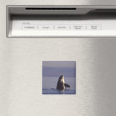 Spyhopping Orka Orka (Orca orcinus) nabij Magneet (Insitu (Vaatwasser))