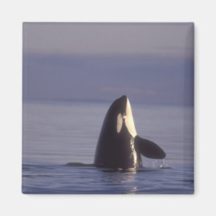 Spyhopping Orka Orka (Orca orcinus) nabij Magneet