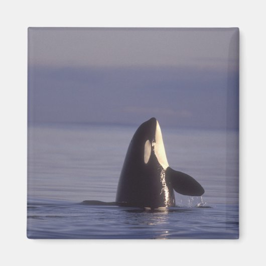 Spyhopping Orka Orka (Orca orcinus) nabij Magneet (Voorkant)