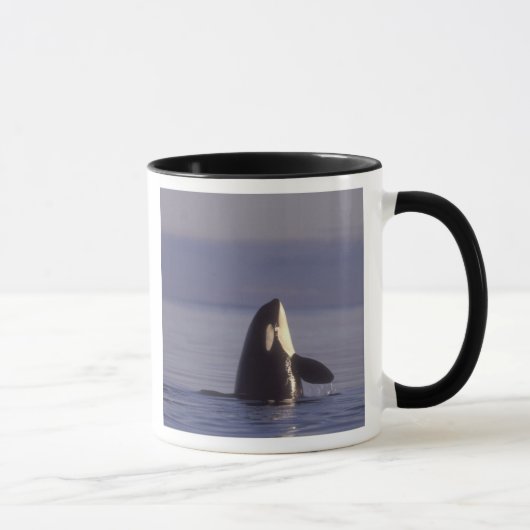 Spyhopping Orka Orka (Orca orcinus) nabij Mok (Rechts)