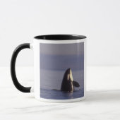 Spyhopping Orka Orka (Orca orcinus) nabij Mok (Links)