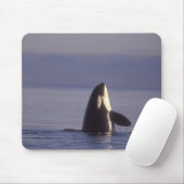 Spyhopping Orka Orka (Orca orcinus) nabij Muismat (Met muis)