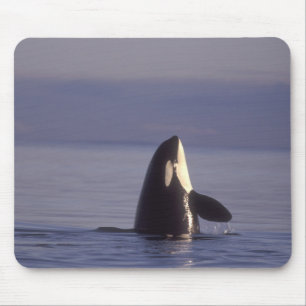 Spyhopping Orka Orka (Orca orcinus) nabij Muismat