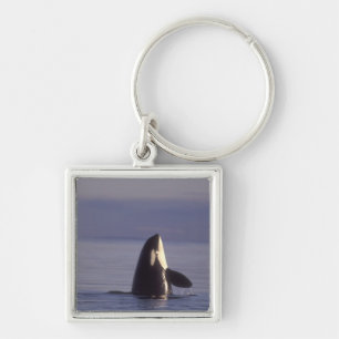 Spyhopping Orka Orka (Orca orcinus) nabij Sleutelhanger