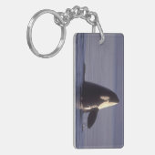 Spyhopping Orka Orka (Orca orcinus) nabij Sleutelhanger (Voorkant Links)