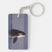 Spyhopping Orka Orka (Orca orcinus) nabij Sleutelhanger (achterkant)