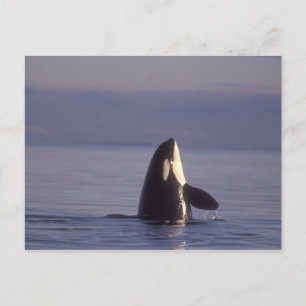 Spyhopping Orka Orka (Orcinus orca) nabij Briefkaart