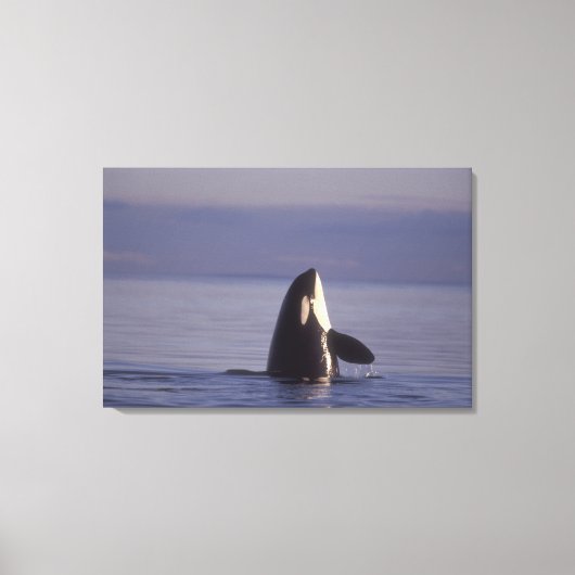 Spyhopping Orka Orka (Orcinus orca) nabij Canvas Afdruk (Voorkant)