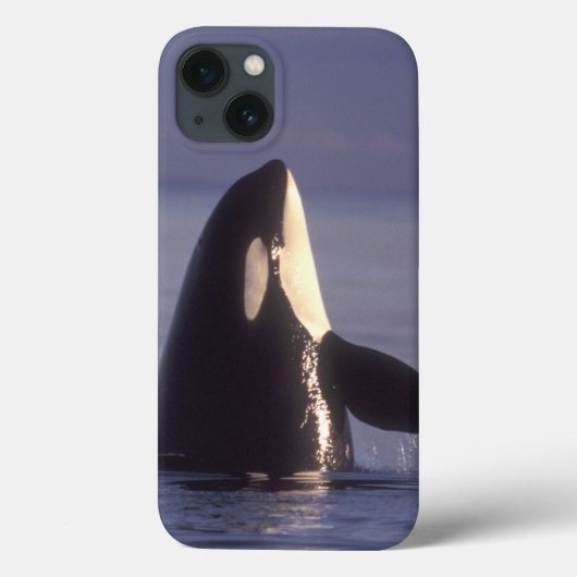 Spyhopping Orka Orka (Orcinus orca) nabij Case-Mate iPhone Case (Achterkant)
