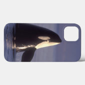 Spyhopping Orka Orka (Orcinus orca) nabij Case-Mate iPhone Case (Achterkant (horizontaal))