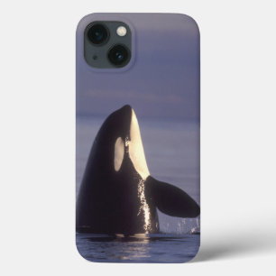 Spyhopping Orka Orka (Orcinus orca) nabij Case-Mate iPhone Case