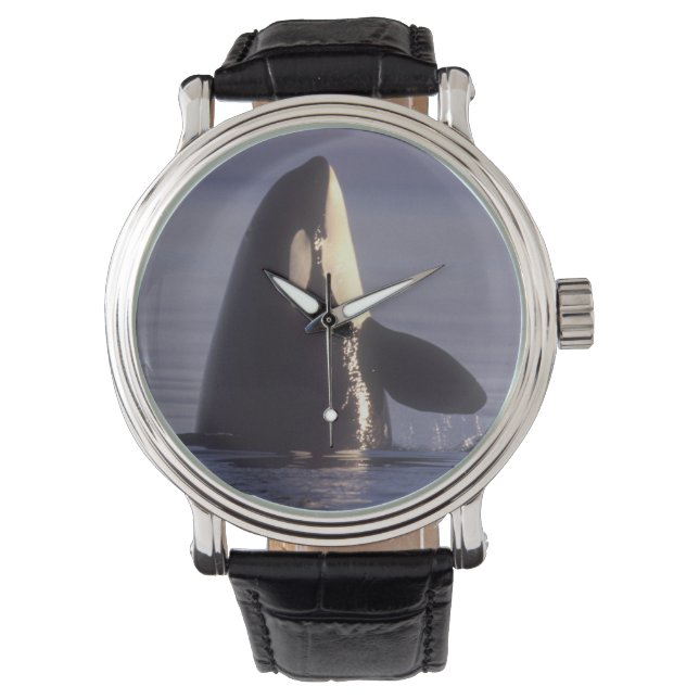 Spyhopping Orka Orka (Orcinus orca) nabij Horloge (Voorkant)