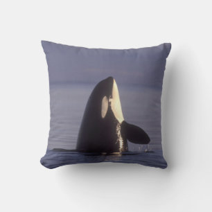 Spyhopping Orka Orka (Orcinus orca) nabij Kussen