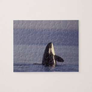 Spyhopping Orka Orka (Orcinus orca) nabij Legpuzzel
