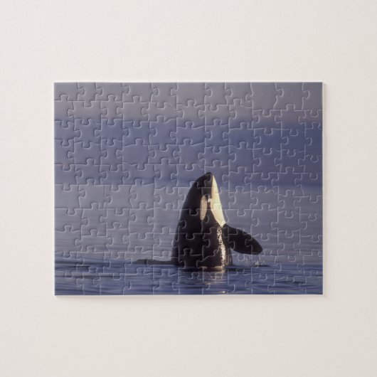 Spyhopping Orka Orka (Orcinus orca) nabij Legpuzzel (Horizontaal)