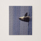Spyhopping Orka Orka (Orcinus orca) nabij Legpuzzel (Verticaal)