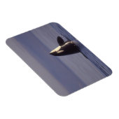 Spyhopping Orka Orka (Orcinus orca) nabij Magneet (Rechterzijde)