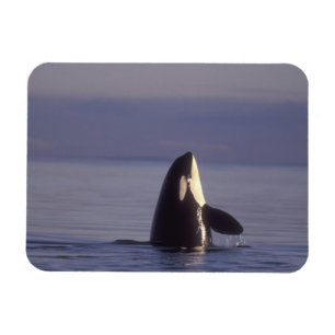Spyhopping Orka Orka (Orcinus orca) nabij Magneet