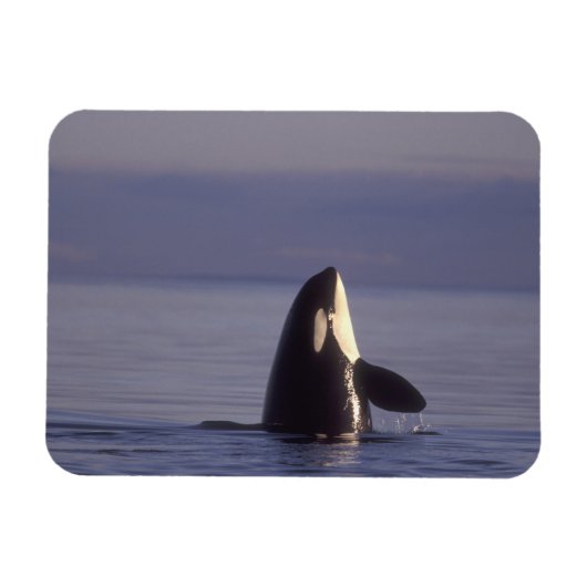 Spyhopping Orka Orka (Orcinus orca) nabij Magneet (Horizontaal)