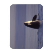Spyhopping Orka Orka (Orcinus orca) nabij Magneet (Verticaal)