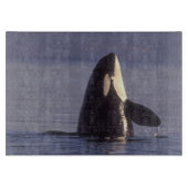 Spyhopping Orka Orka (Orcinus orca) nabij Snijplank (Voorkant)