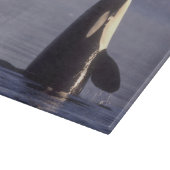 Spyhopping Orka Orka (Orcinus orca) nabij Snijplank (Hoek)