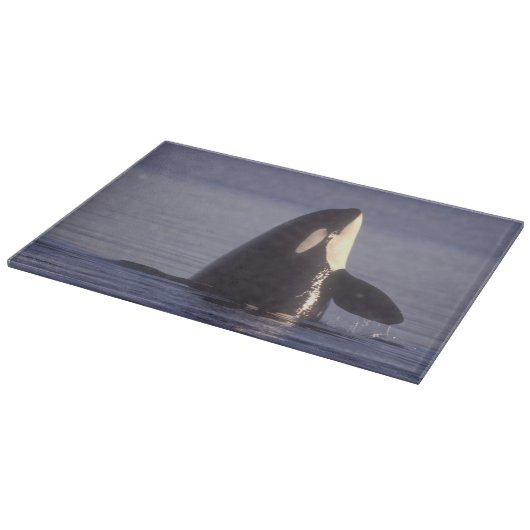 Spyhopping Orka Orka (Orcinus orca) nabij Snijplank (Hoek)