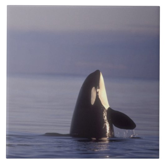 Spyhopping Orka Orka (Orcinus orca) nabij Tegeltje (Voorkant)