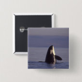 Spyhopping Orka Orka (Orcinus orca) nabij Vierkante Button 5,1 Cm (Voorkant /achterkant)