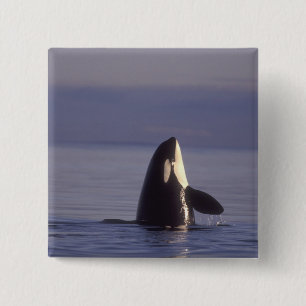 Spyhopping Orka Orka (Orcinus orca) nabij Vierkante Button 5,1 Cm