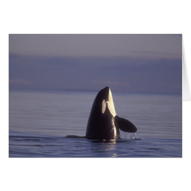 Spyhopping Orka Zwaardwalvis (Orca orcinus) nabij (Voorkant Horizontaal)