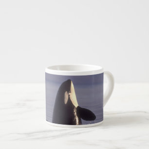 Spyhopping Orka Zwaardwalvis (Orka orcinus) nabij Espresso Kop