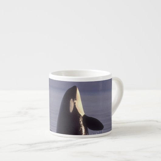 Spyhopping Orka Zwaardwalvis (Orka orcinus) nabij Espresso Kop (Voorkant rechts)