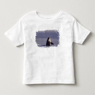 Spyhopping Orka Zwaardwalvis (Orka orcinus) nabij Kinder Shirts