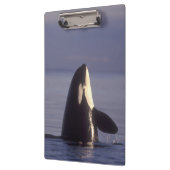 Spyhopping Orka Zwaardwalvis (Orka orcinus) nabij Klembord (Links)