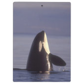 Spyhopping Orka Zwaardwalvis (Orka orcinus) nabij Klembord (Achterkant)