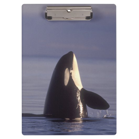 Spyhopping Orka Zwaardwalvis (Orka orcinus) nabij Klembord (Voorkant)