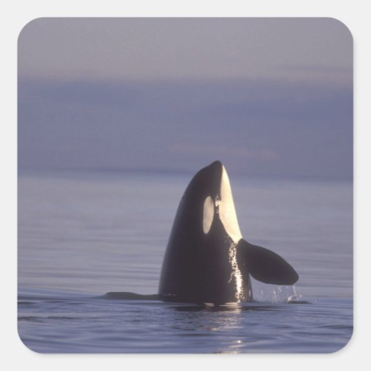 Spyhopping Orka Zwaardwalvis (Orka orcinus) nabij Vierkante Sticker (Voorkant)