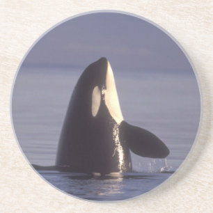 Spyhopping Orka Zwaardwalvis (Orka orcinus) nabij Zandsteen Onderzetter