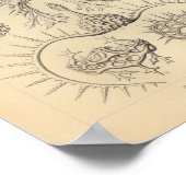 spyroidea-kleur Ernst Haeckel afdrukken Poster (Hoek)