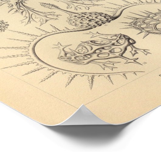  spyroidea-kleur Ernst Haeckel afdrukken Poster (Hoek)