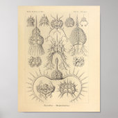  spyroidea-kleur Ernst Haeckel afdrukken Poster (Voorkant)