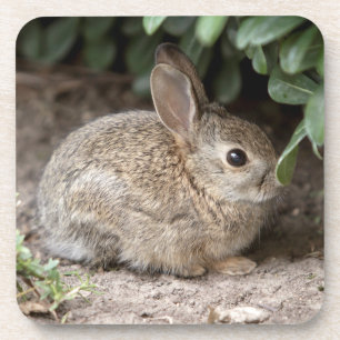 Square Bunny Bier Onderzetter