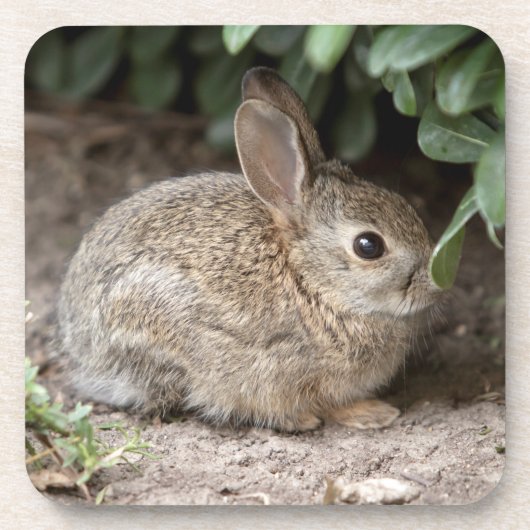 Square Bunny Bier Onderzetter (Voorkant)