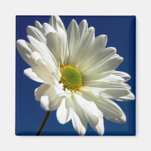 Square Daisy Magnet